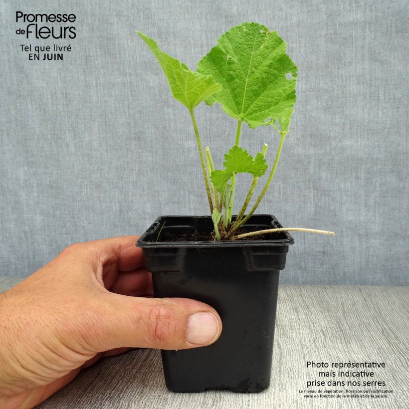 Alcea rosea Chaters Double Rose - Hollyhock 7/8 cm pot sample as delivered in summer