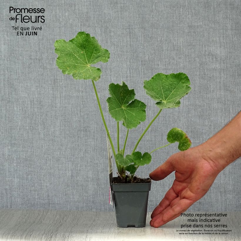Alcea rosea Chaters Double salmon - Hollyhock 7/8 cm pot sample as delivered in summer