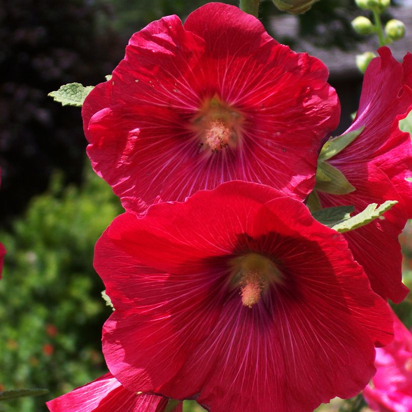 Alcea rosea Mars Magic - Hollyhock (Flowering)