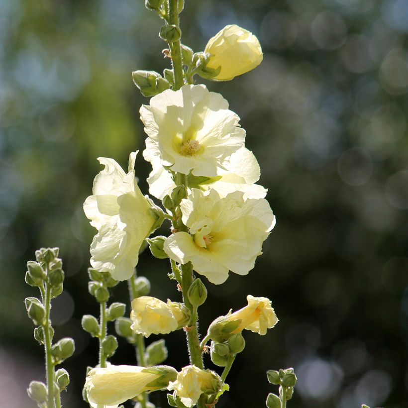 Alcea rosea Sunshine - Hollyhock (Flowering)