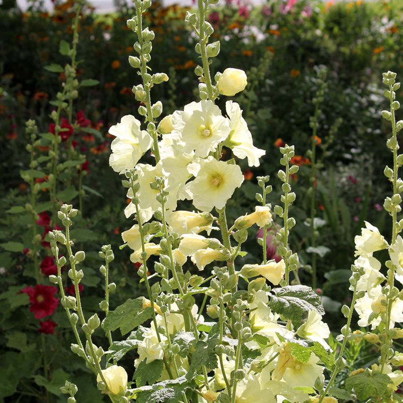 Alcea rosea Sunshine - Hollyhock (Plant habit)