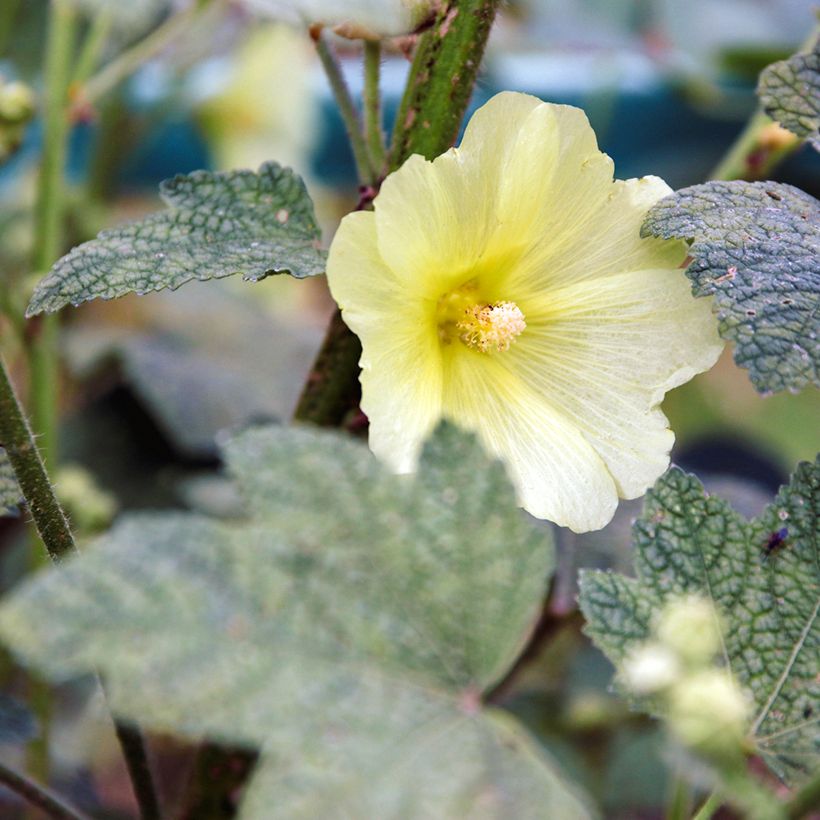 Alcea rugosa  (Flowering)