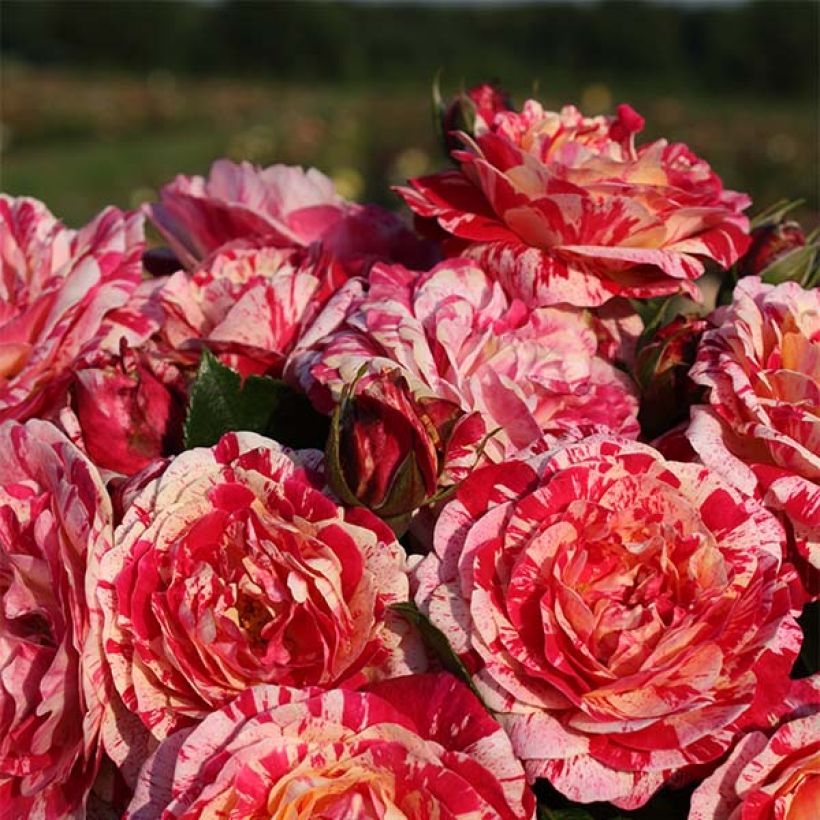 Rosa x floribunda Abracadabra - Floribunda Rose (Flowering)