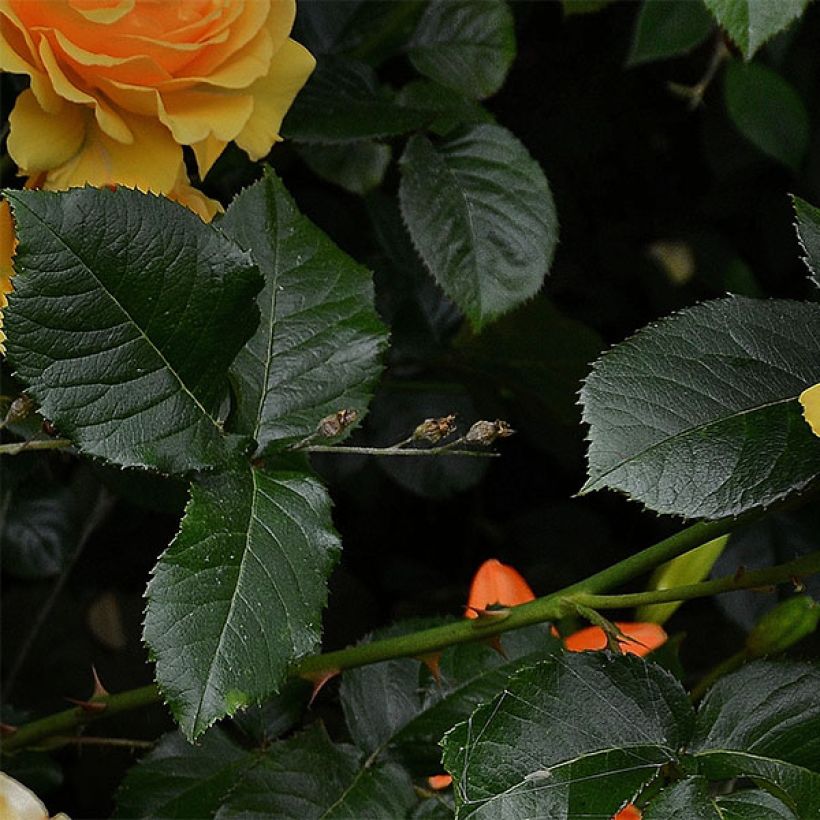 Rosa Amber Queen - Floribunda Rose (Foliage)