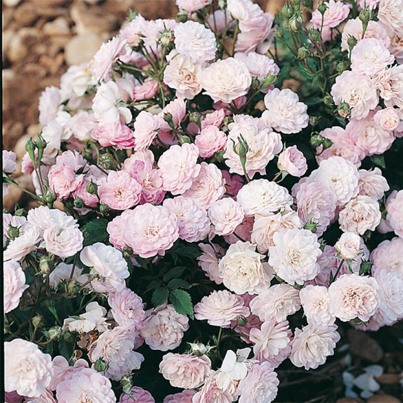 Rosa Gloire des Polyanthas (Flowering)