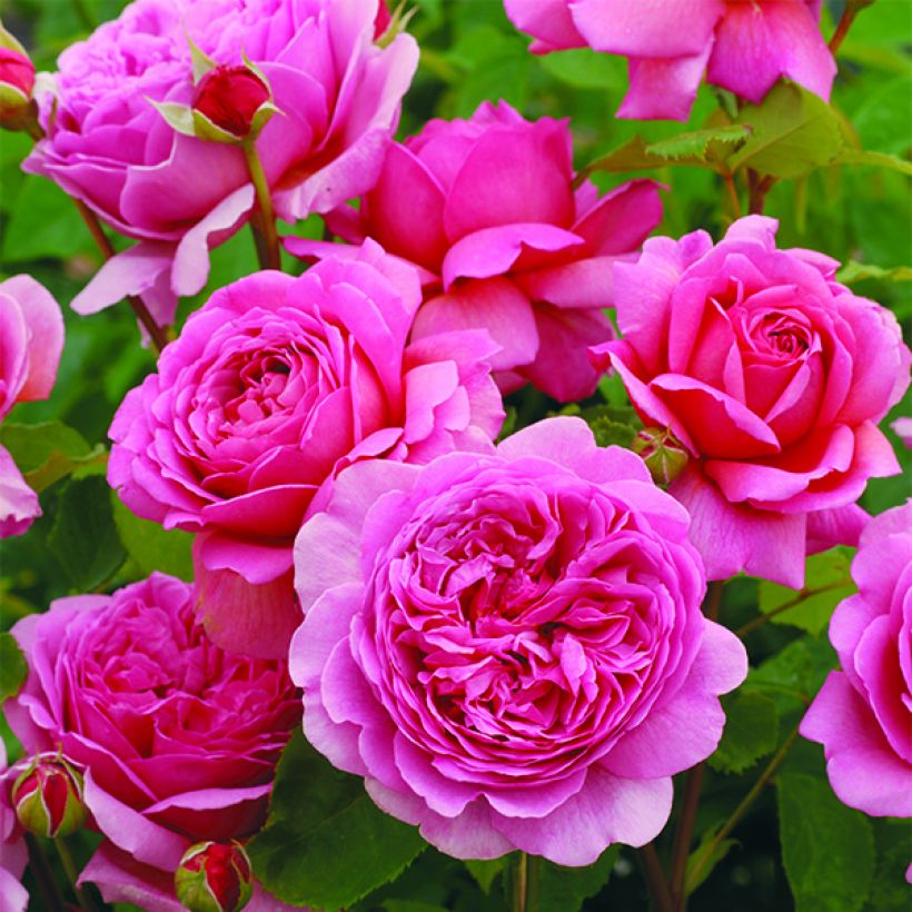 Rosa  Princess Alexandra of Kent - English Shrub Rose (Flowering)