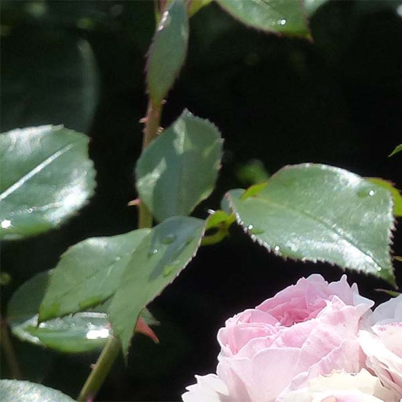 Rosa x floribunda 'Mariatheresia'  - Shrub Rose (Foliage)