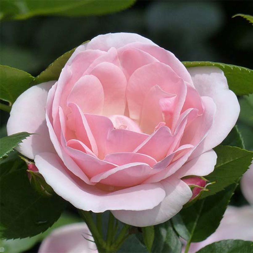 Rosa x floribunda 'Astrid Lindgren' - Floribunda Rose (Flowering)