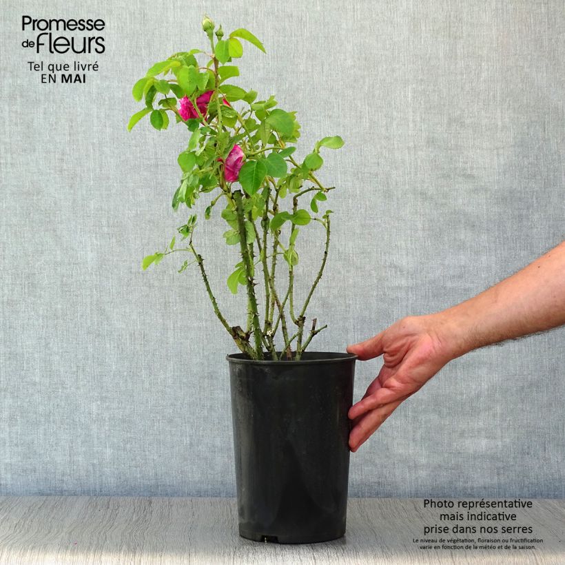Rosa Baronne Prévost - Hybrid Perpetual rose 4L/5L pot sample as delivered in spring