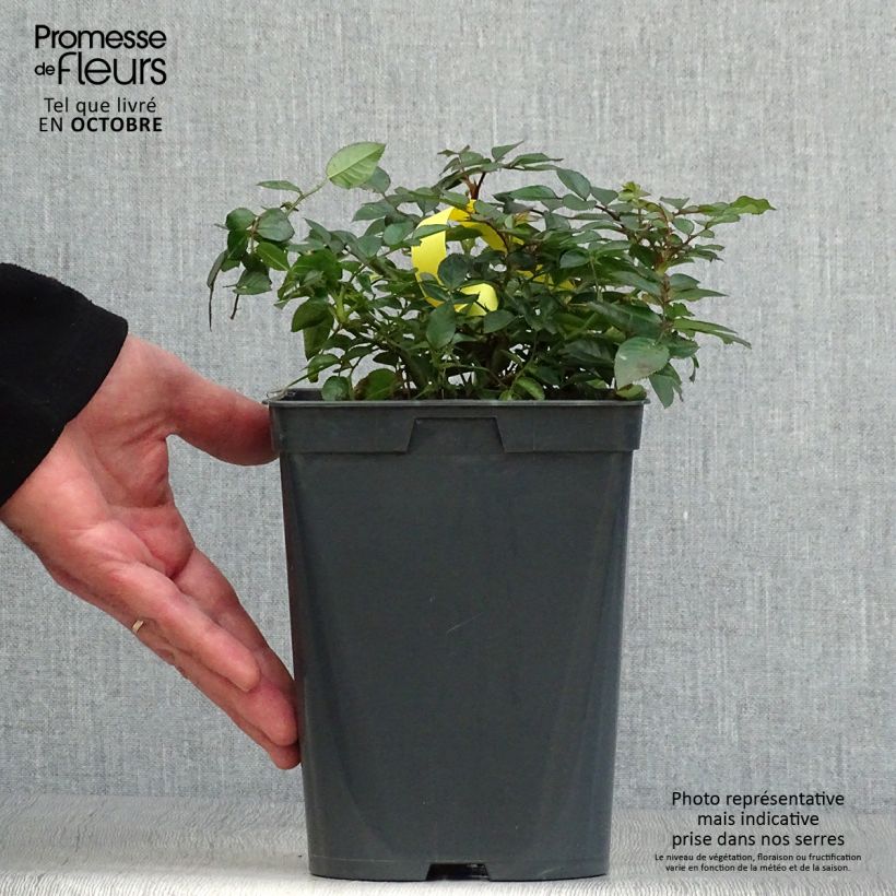 Rosa Bees Paradise Fruity - patio, groundcover rose 3L/4L pot sample as delivered in autumn