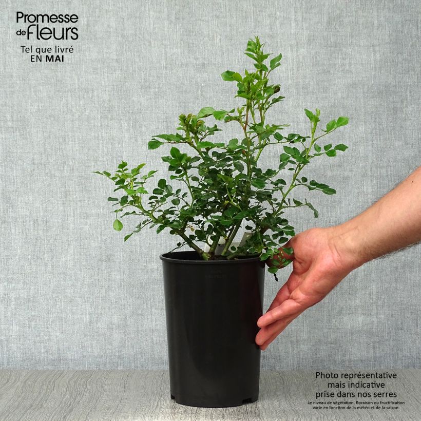 Rosa Bees Paradise Pink - patio rose 3L/4L pot sample as delivered in spring