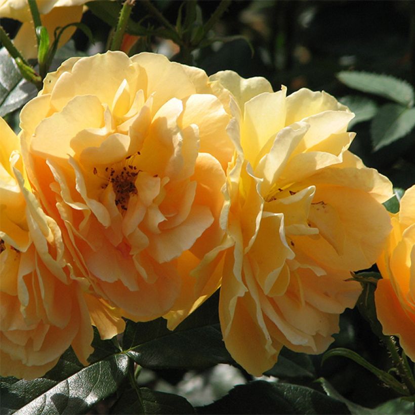 Rosa x floribunda Bernstein Rose - Floribunda Rose (Flowering)