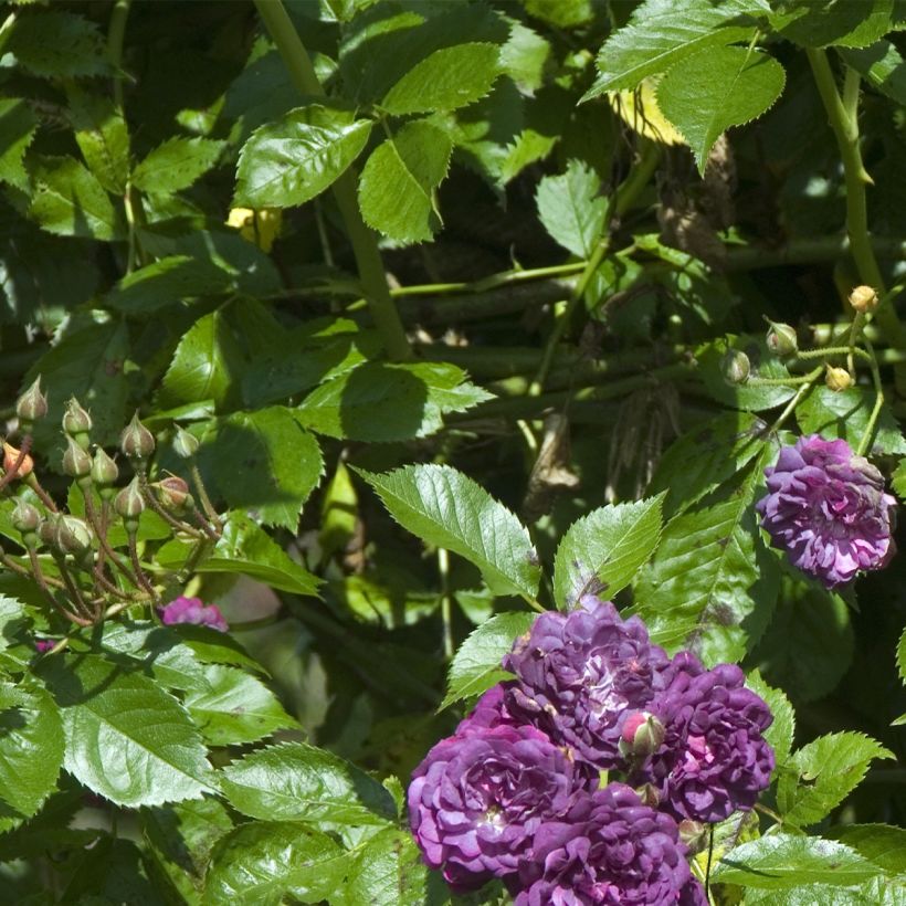 Rosa multiflora Bleu Magenta - Climbing Rose (Foliage)