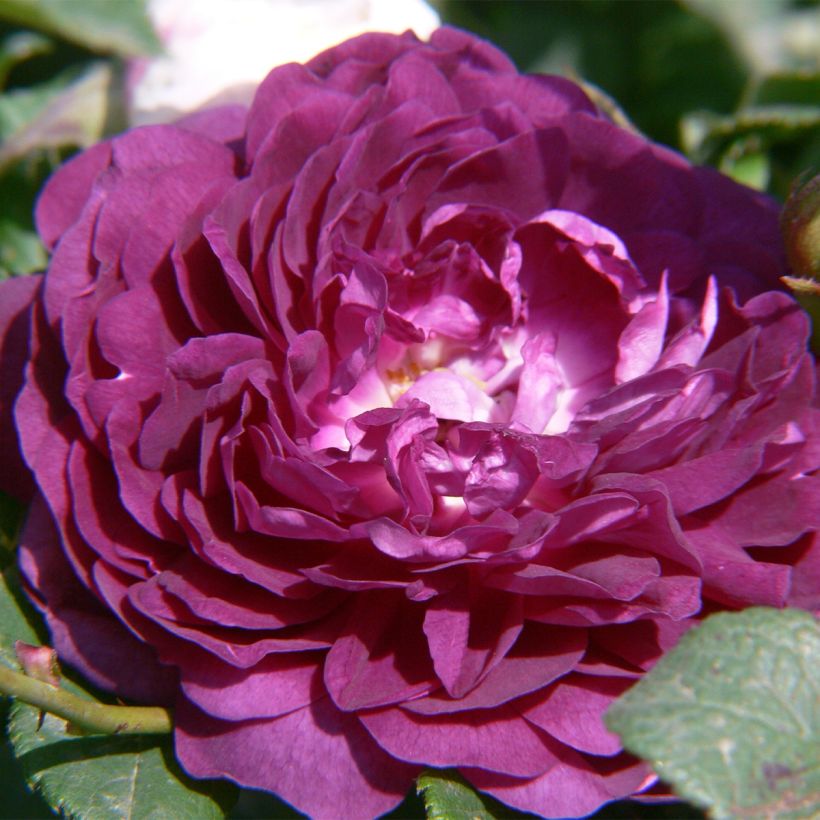 Rosa multiflora Bleu Magenta - Climbing Rose (Flowering)
