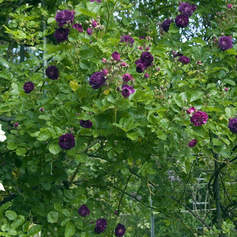 Rosa multiflora Bleu Magenta - Climbing Rose (Plant habit)