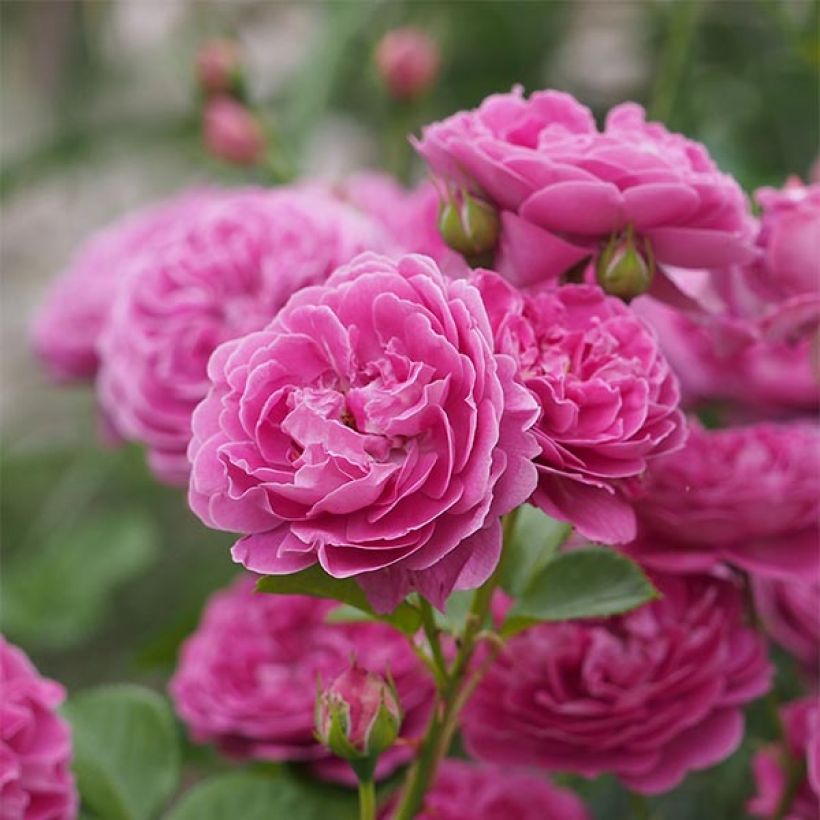 Rosa 'Blue Boy' - Polyantha Rose (Flowering)