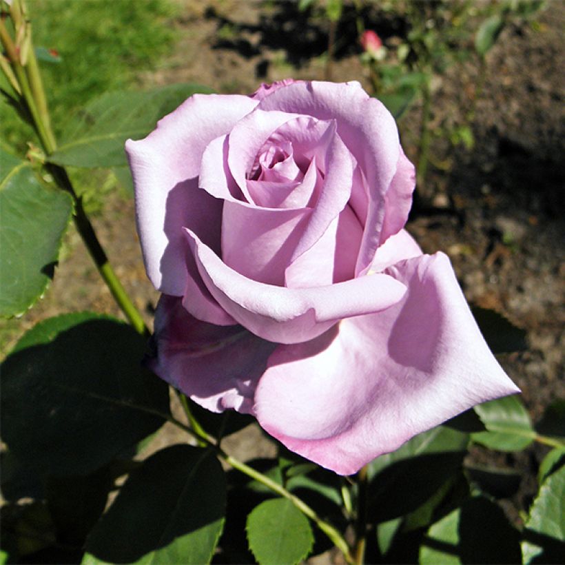 Rosa Blue Girl - Hybrid Tea Rose (Flowering)