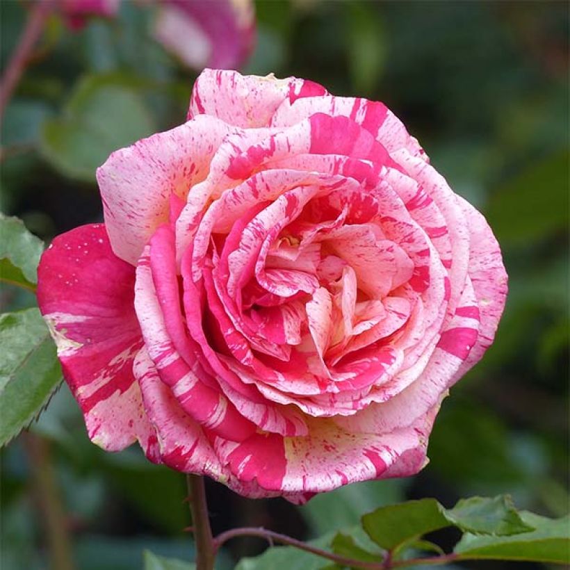 Rosa Broceliande - Hybrid Tea Rose (Flowering)