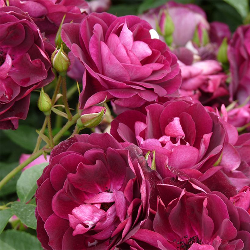 Rosa Burgundy Ice - Floribunda Rose (Flowering)