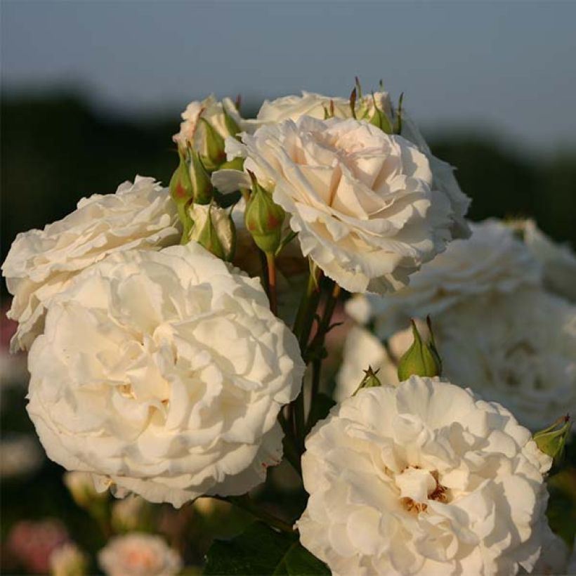 Rosa 'Swany; - Groundcover Rose (Flowering)