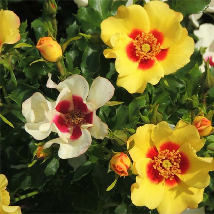 Rosa x persica 'Cream Babylon Eyes' - Miniature Rose (Flowering)