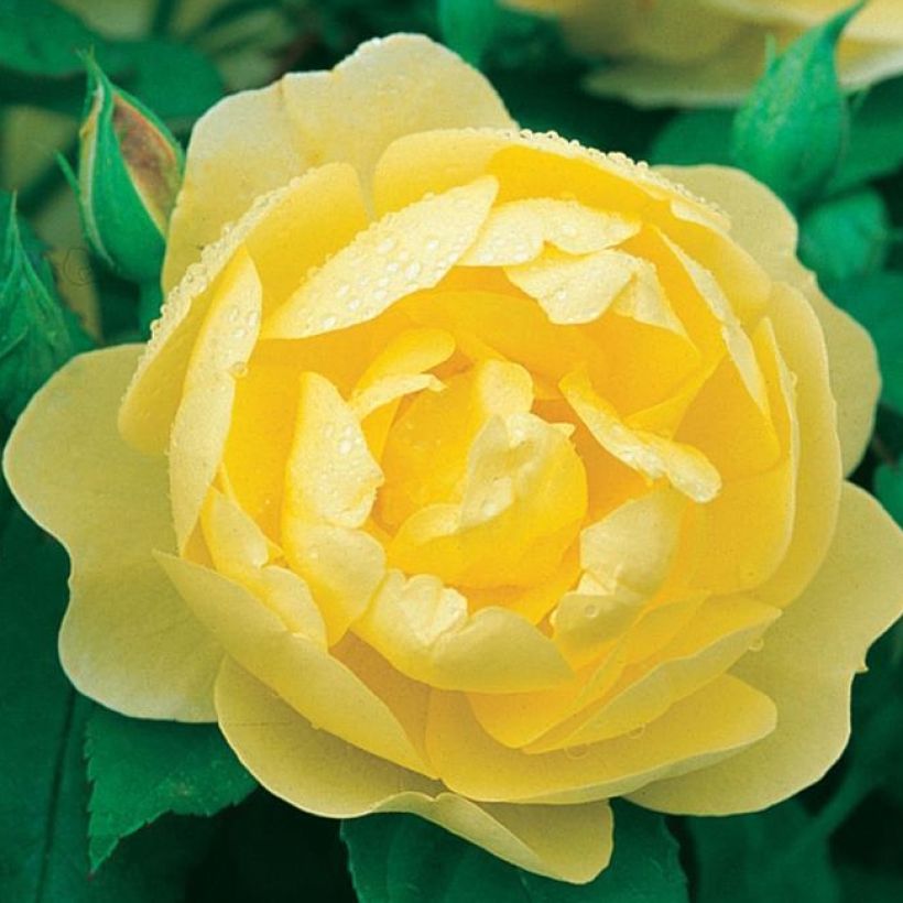 Rosa  Blythe Spirit - English Shrub Rose (Flowering)