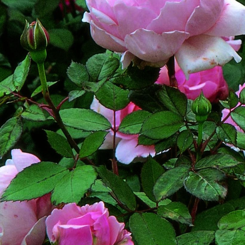 Rosa Brother Cadfael - Shrub Rose (Foliage)