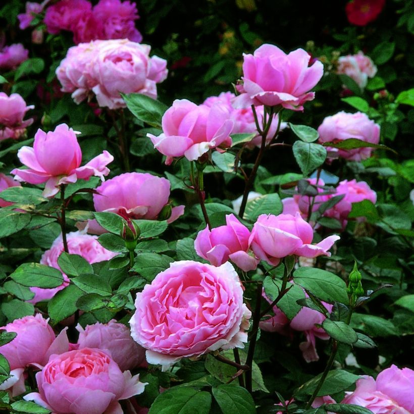 Rosa Brother Cadfael - Shrub Rose (Flowering)