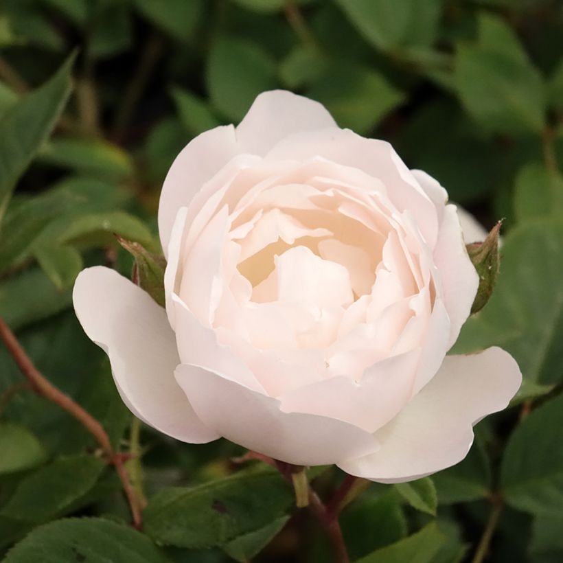 Rosa 'Desdemona' - English Rose (Flowering)