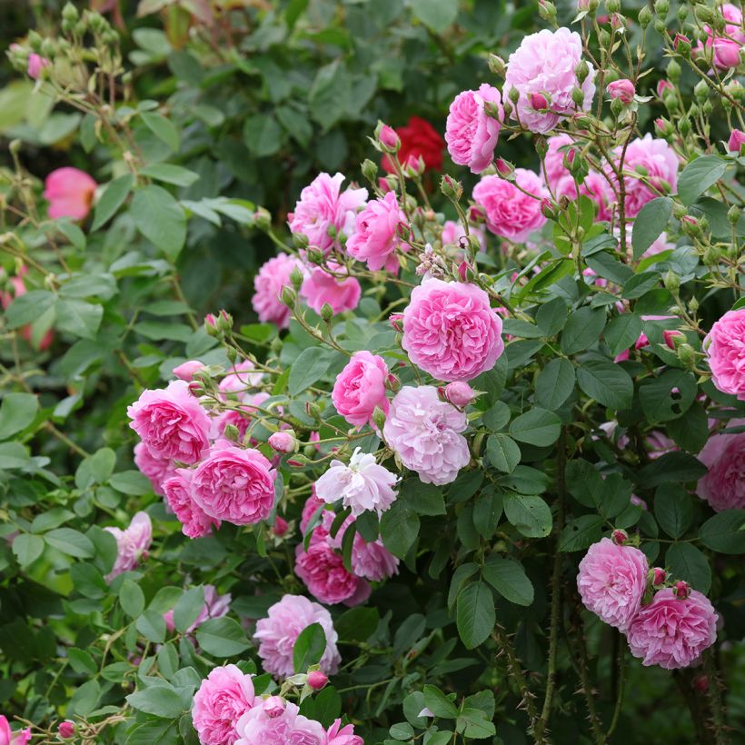 Rosa Harlow Carr - English Shrub Rose (Plant habit)