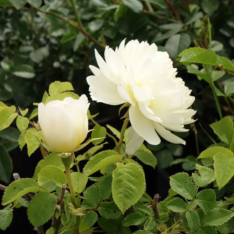 Rosa 'Imogen' - English Rose (Flowering)