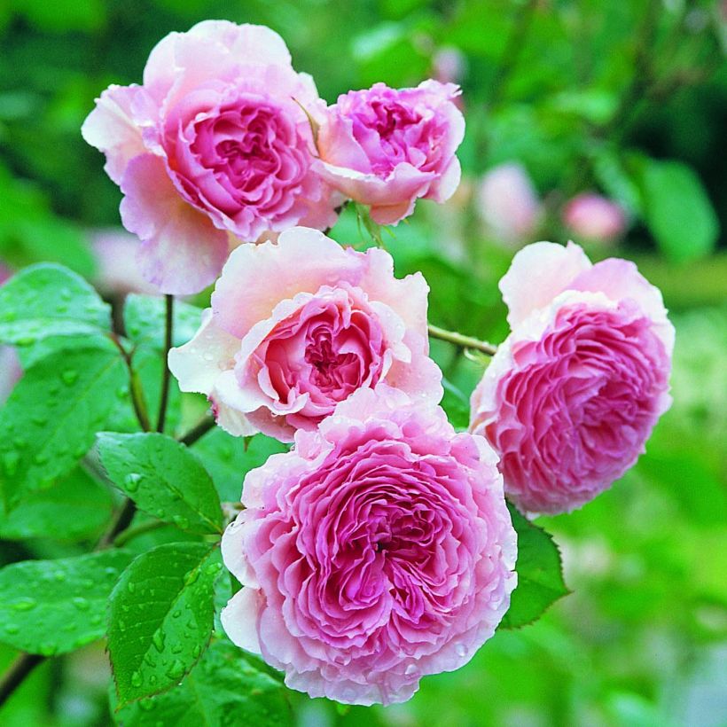Rosa James Galway - Short climber or shrub rose (Flowering)
