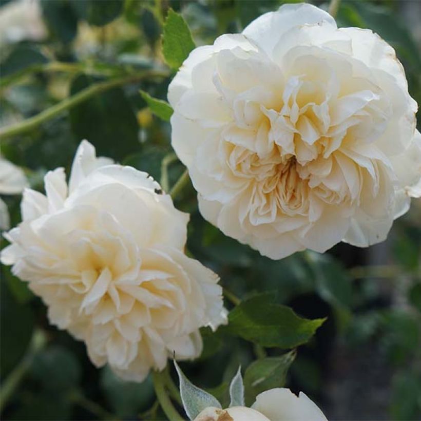 Rosa 'Lichfield Angel' - English Rose (Flowering)