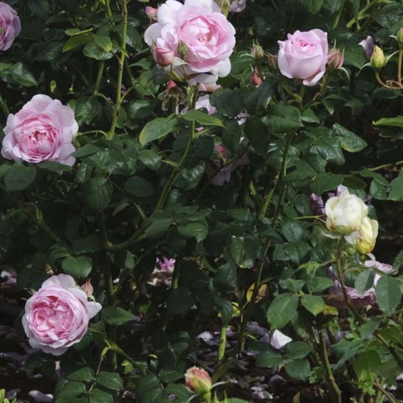 Rosa Scepter'd Isle - English Shrub Rose (Foliage)