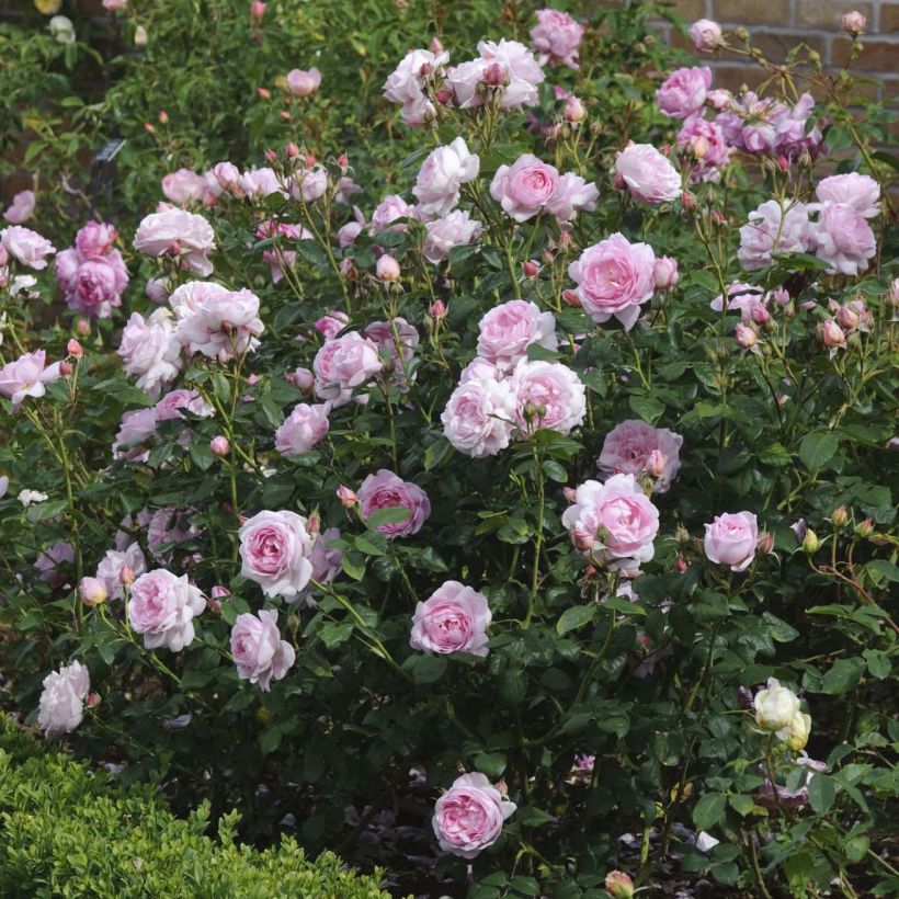Rosa Scepter'd Isle - English Shrub Rose (Flowering)