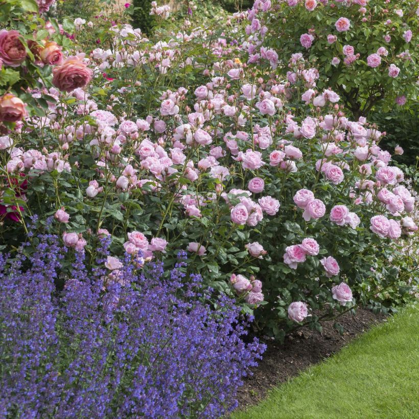 Rosa Scepter'd Isle - English Shrub Rose (Plant habit)