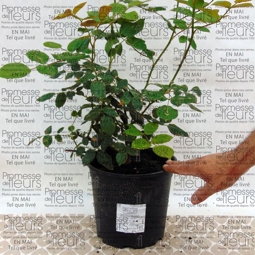 Example of Rosa 'Spirit of Freedom' - Climbing Rose specimen as delivered