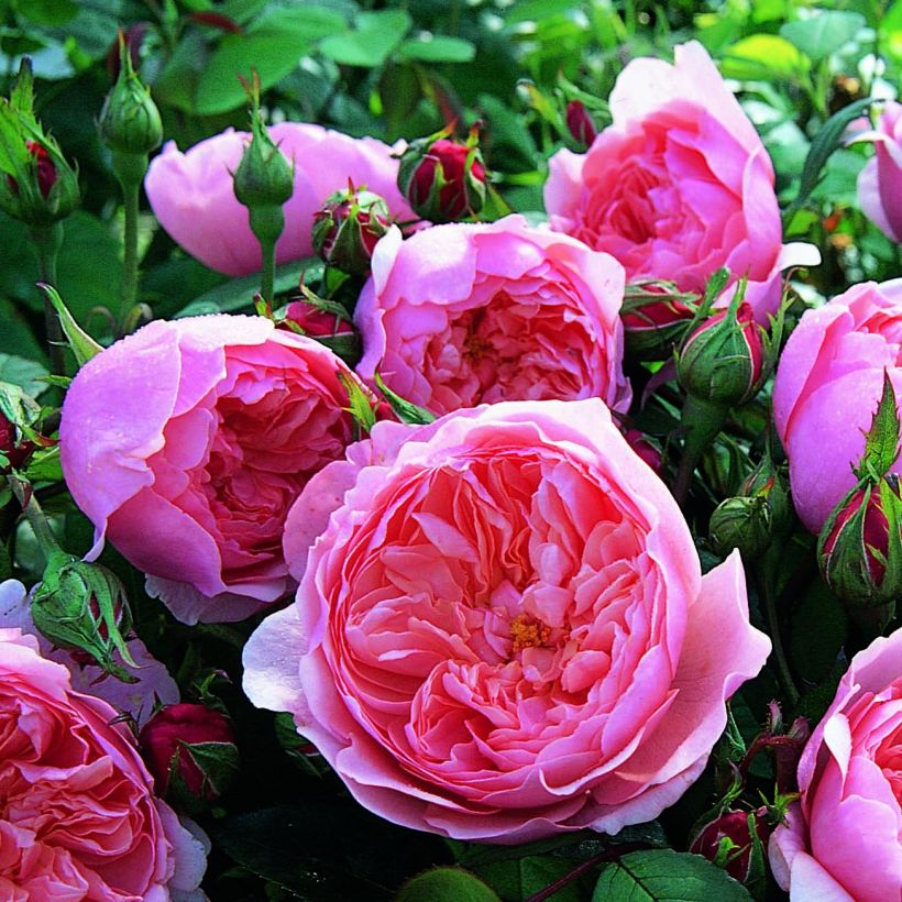 Rosa The Alnwick Rose - Shrub Rose (Flowering)