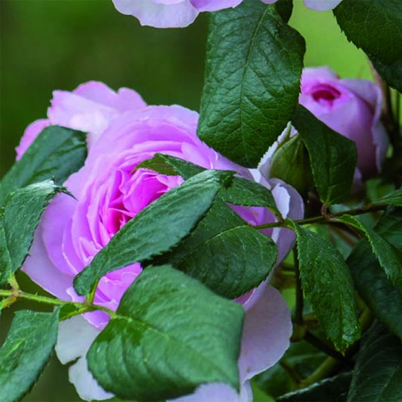 Rosa The Ancient Mariner - English Rose (Foliage)