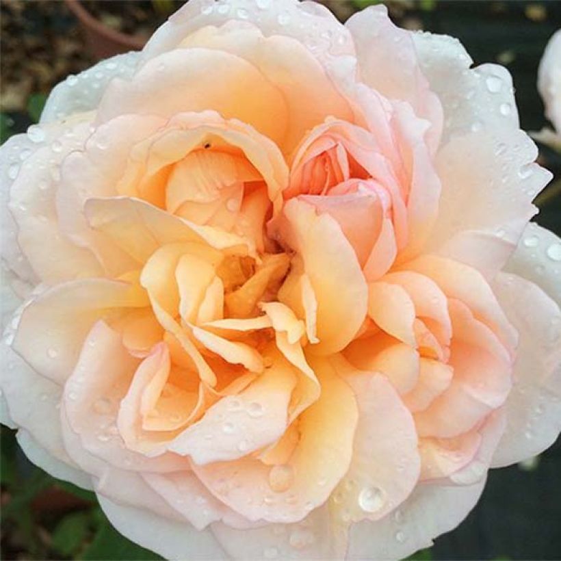 Rosa 'The Lady Gardener' - English Rose (Flowering)