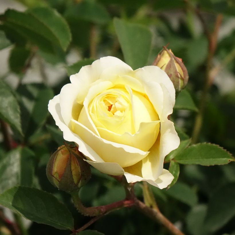 Rosa The Pilgrim - English Climbing Rose (Flowering)