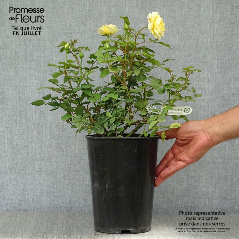 Rosa 'The Poet's Wife' - English Rose 4L/5L pot sample as delivered in summer