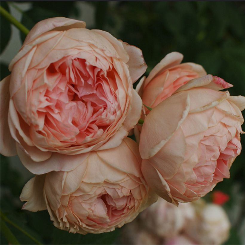 Rosa 'William Morris' - English Rose (Flowering)