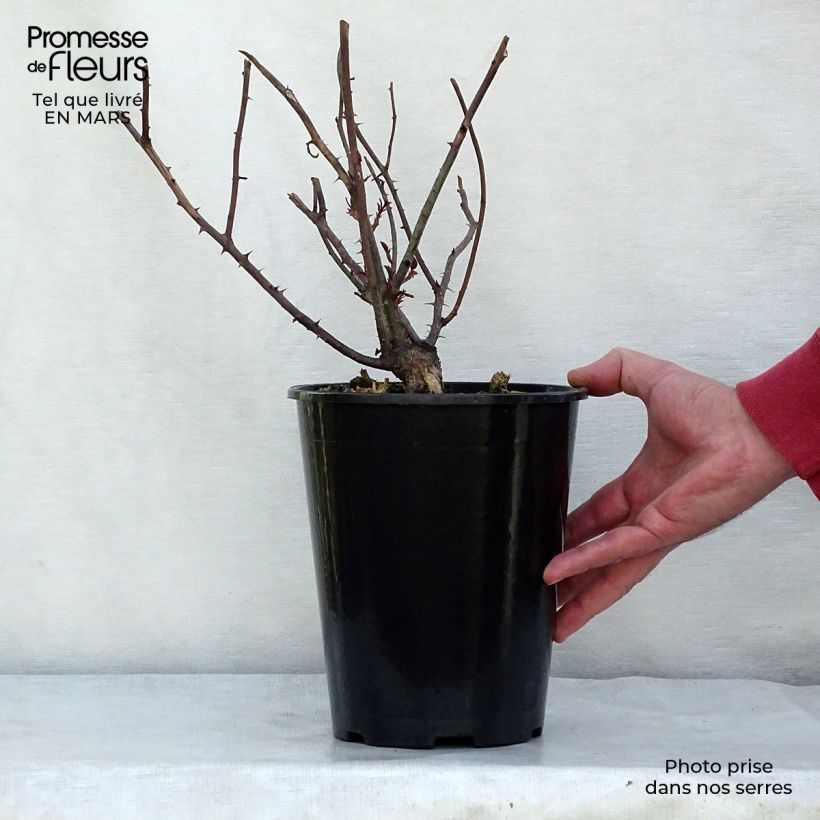 Rosa Young Lycidas 4L/5L pot sample as delivered in spring
