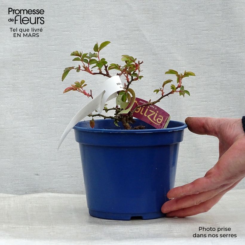 Rosa Decorosiers Calizia - Shrub  Rose 2L/3L pot sample as delivered in spring