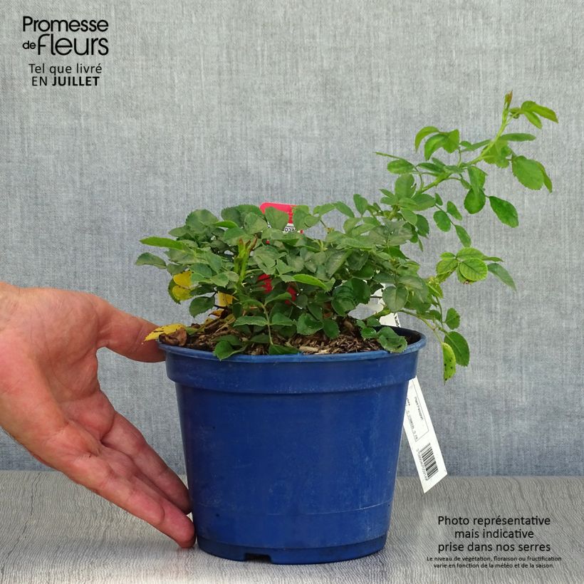 Rosa Decorosier Kadora 2L/3L pot sample as delivered in summer