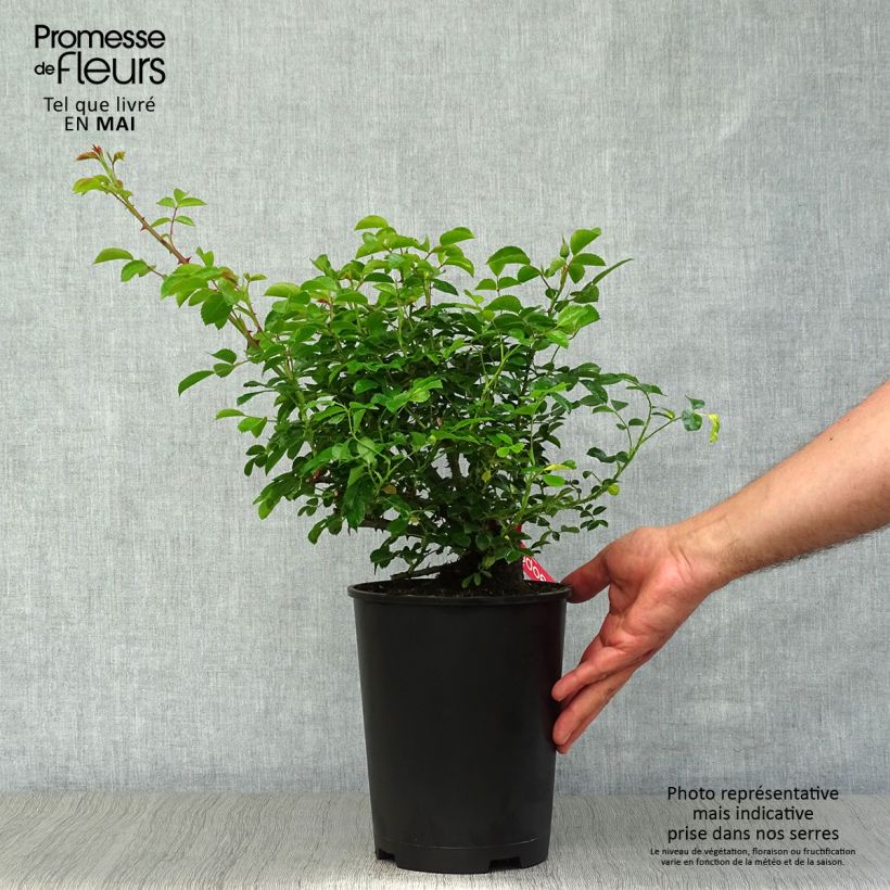 Rosa Decorosier Kadora 4L/5L pot sample as delivered in spring