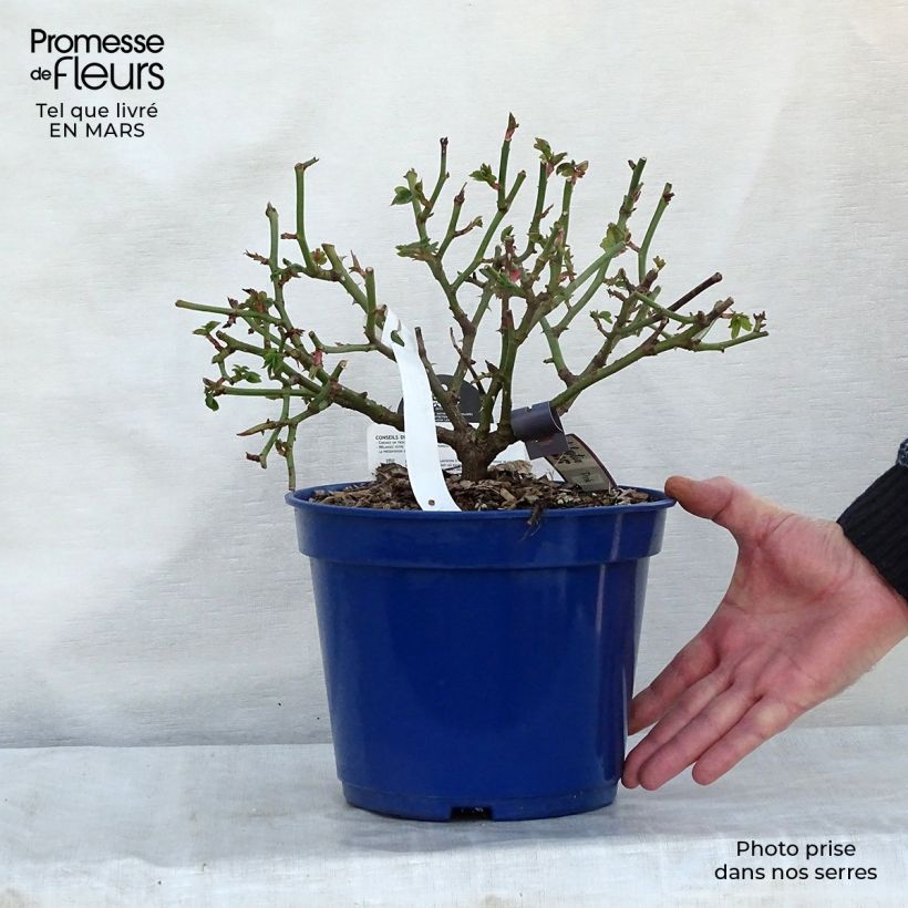 Rosa Décorosiers 'Pink Voluptia' - Shrub Rose 2L/3L pot sample as delivered in winter