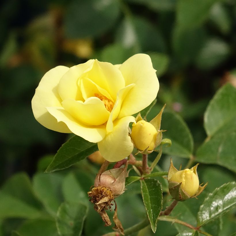 Rosa Flower Carpet Gold - Ground cover Rose (Flowering)