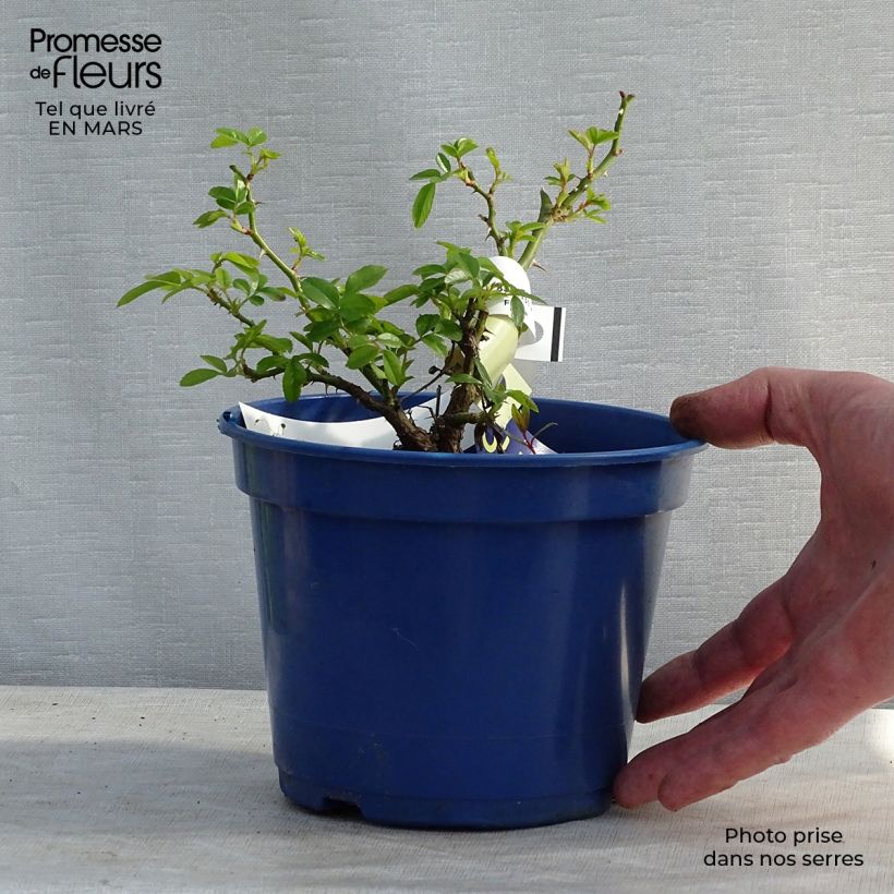 Rosa Flower Carpet Gold - Ground cover Rose 2L/3L pot sample as delivered in spring